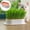 Red, variant on Cat Grass Planter, Wheat Grass Growing Cup with Removable Tray, Soilless Catnip Growing Box, Seed Sprouting Tray, Cats Dogs Soilless Organic Nursery Box for Indoor, (No Seeds Included)