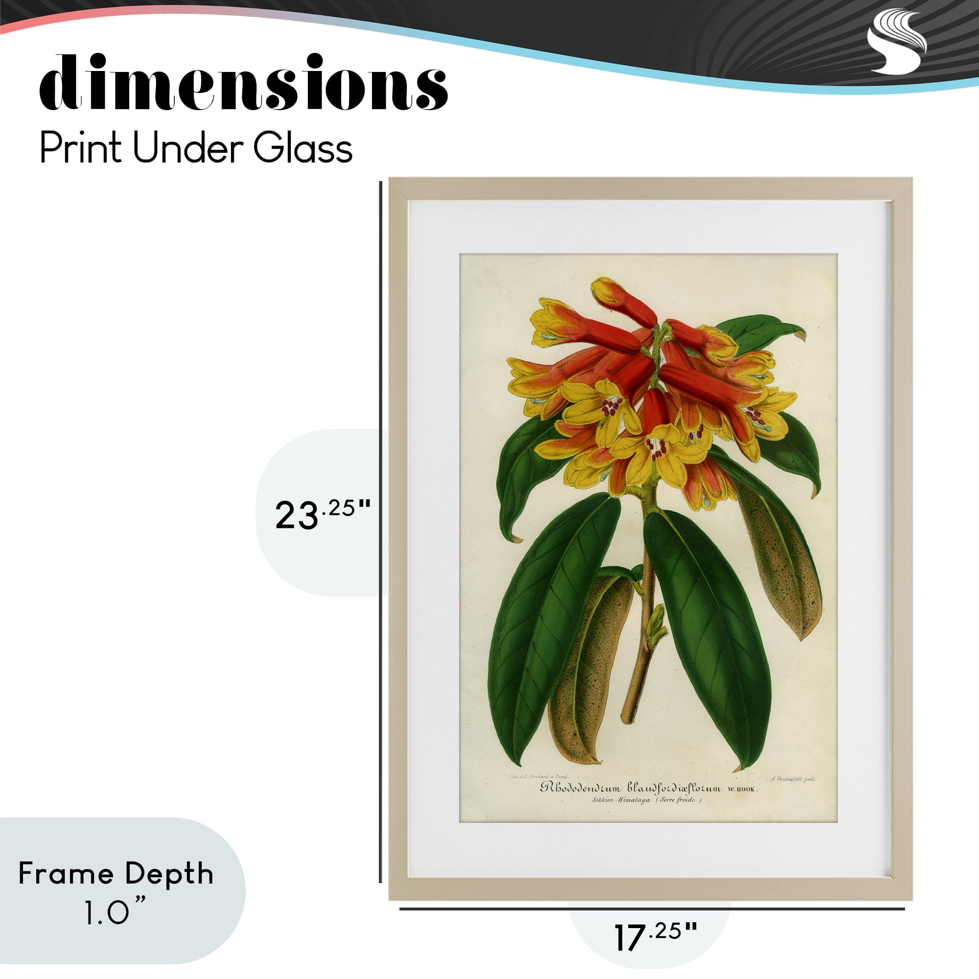 Stupell Industries Orange Yellow Rhododendron Birch Framed Print Under Glass, design by Print Collection