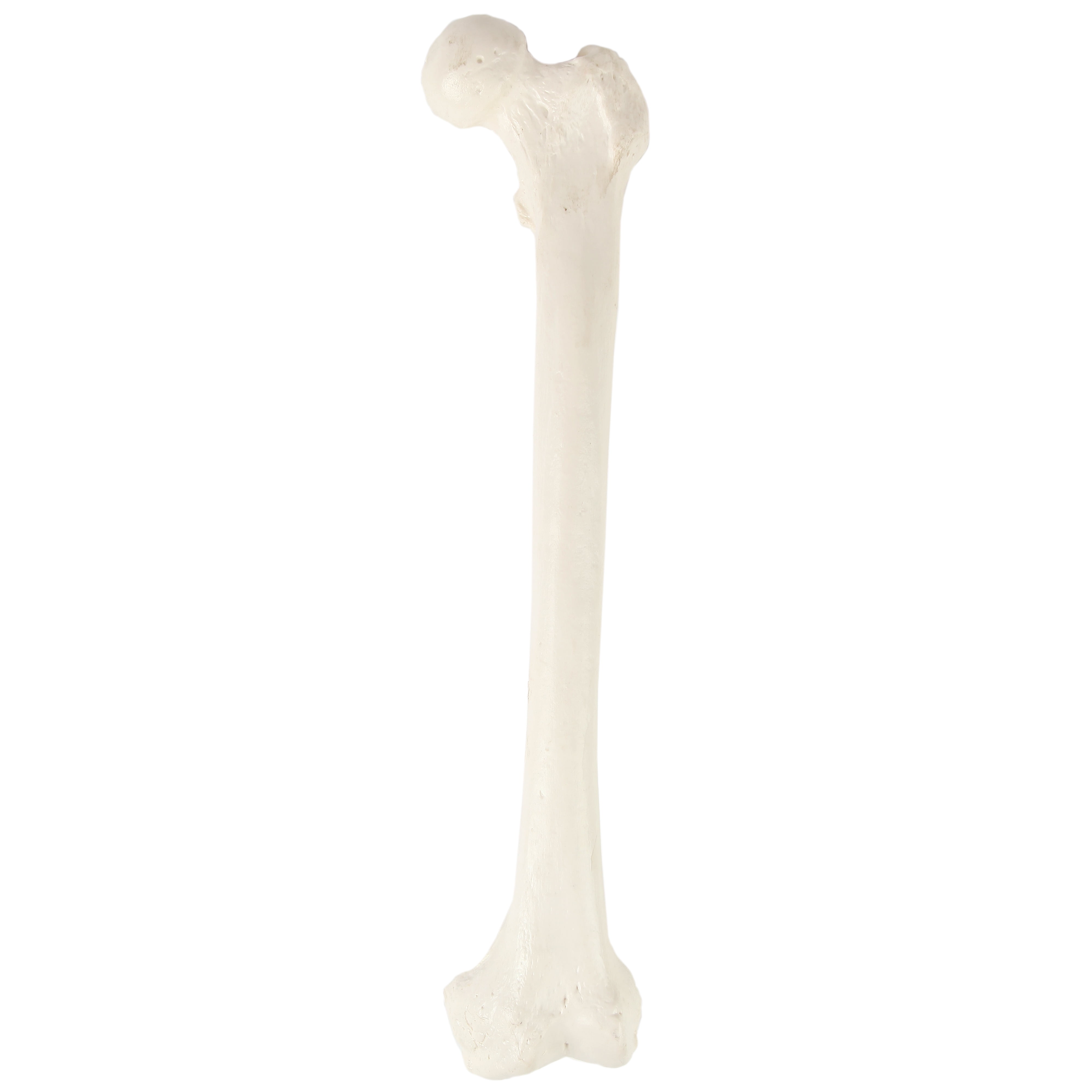 Left Axis Scientific Hip Bone Model Cast from a Real Human Coxal Bone l Hip Bone Model Has Realistic Texture and Important Bony Landmarks 3 Year Warranty Includes Product Manual 
