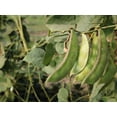 thumbnail image 4 of 50 Seeds Speckled Dixie BUTTERPEA LIMA BEAN Phaseolus Vulgaris Bush Vegetable Seeds, 4 of 6