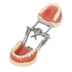 thumbnail image 5 of Modelo de dientes estándar Enseñanza dental Demostración de tipodonto estándar Modelo de dientes de encía blanda con 32 dientes, 5 of 14