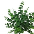 thumbnail image 3 of Mainstays 14in Indoor Artificial Eucalyptus Leaves Pick, Green Color. Weight 0.14lb, Pot Not Included., 3 of 9