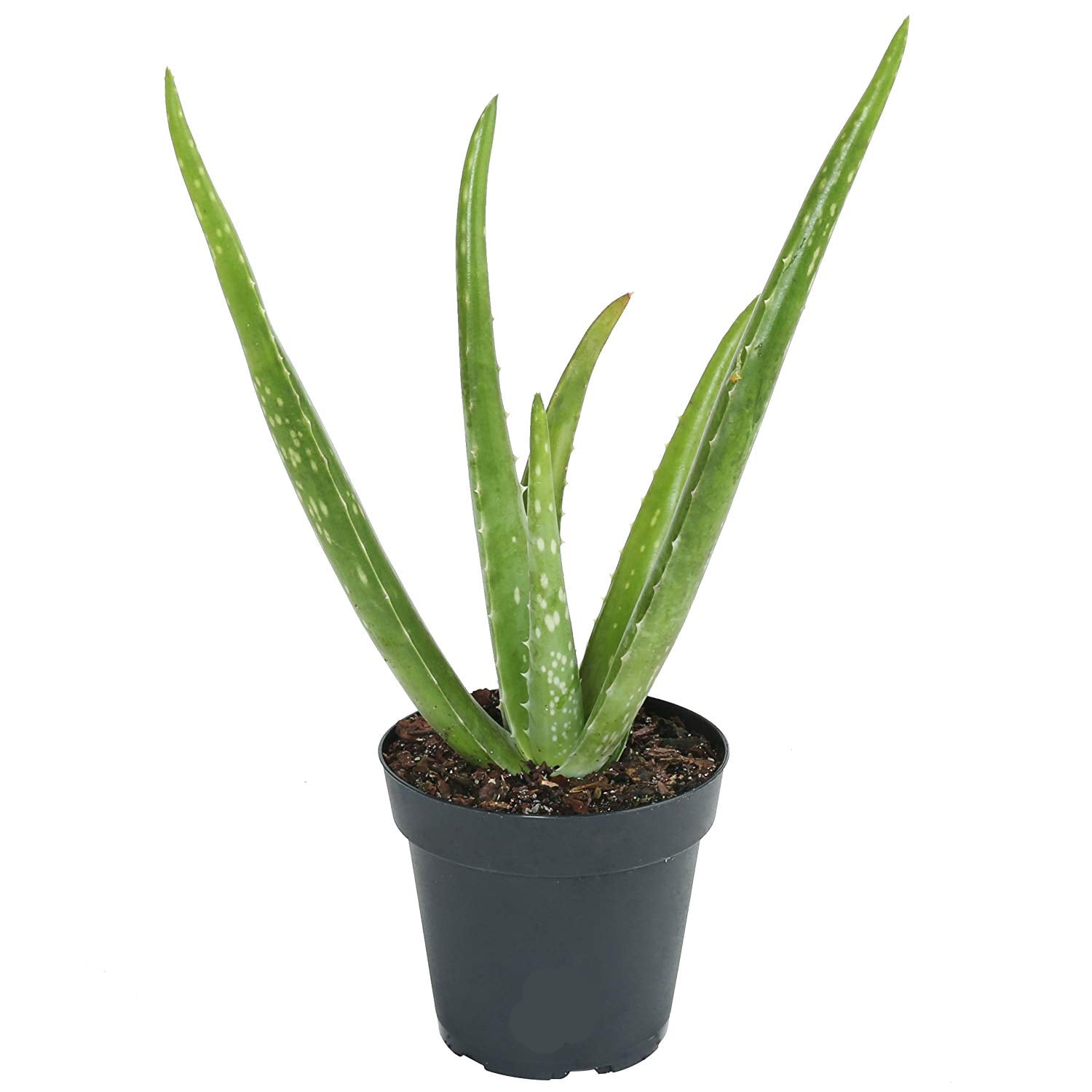 Aloe Vera Plant Mature One Plant Curative 4inch Pot 68