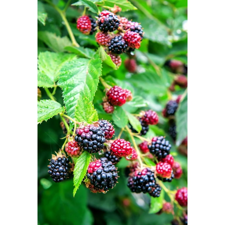 Blackberry Fruit Tree