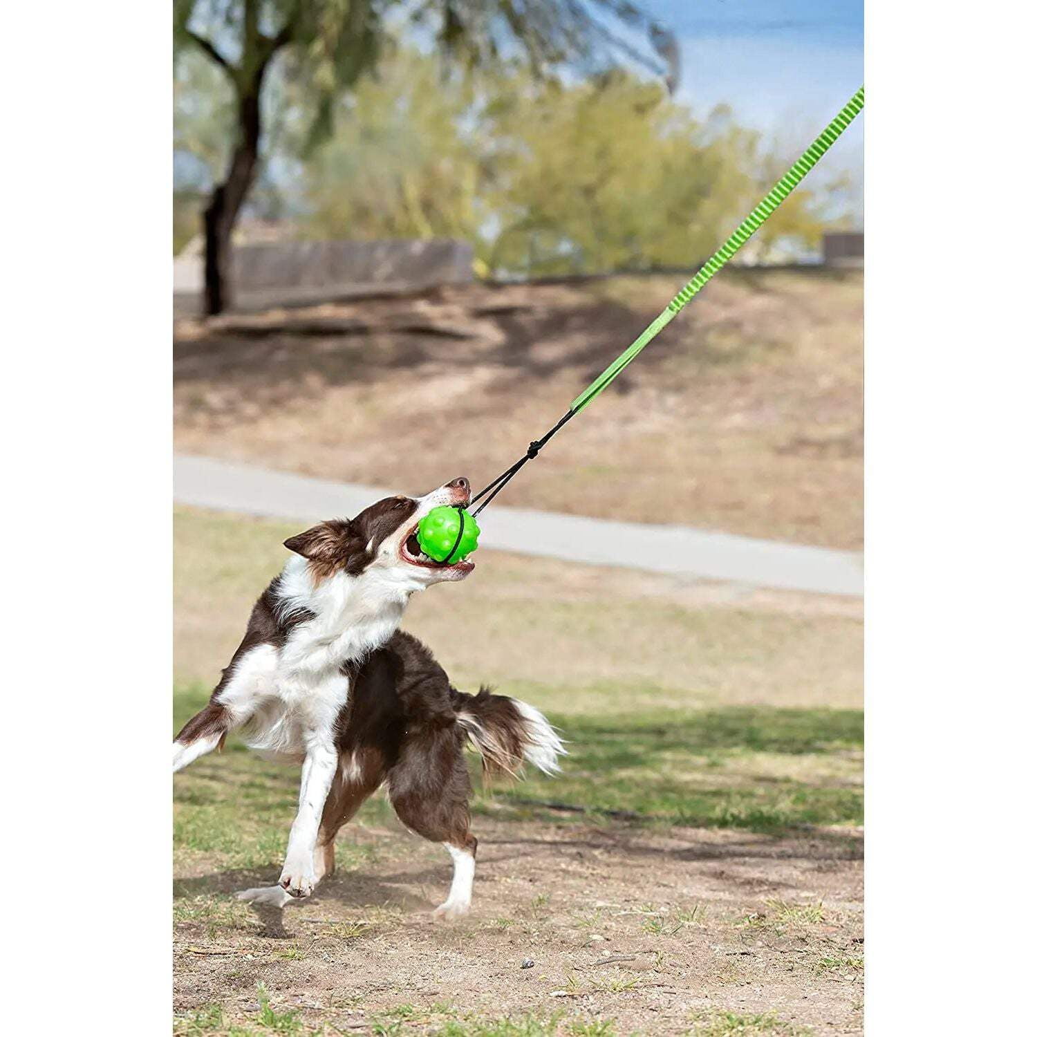Jolly Pets JP071 Jolly Pets Tree Tugger Bungee, Green - Large