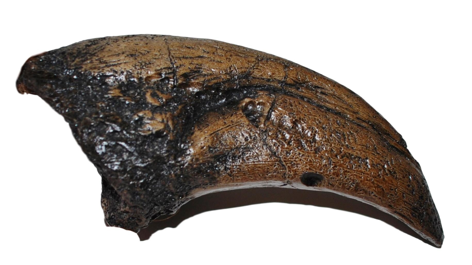 t rex claw fossil