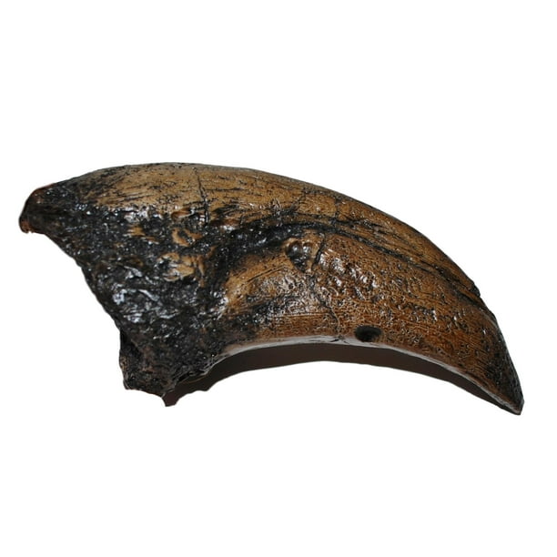 tyrannosaurus rex claw