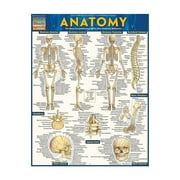 BarCharts Inc. QuickStudy Anatomy Poster Reference Set (9781423230717)