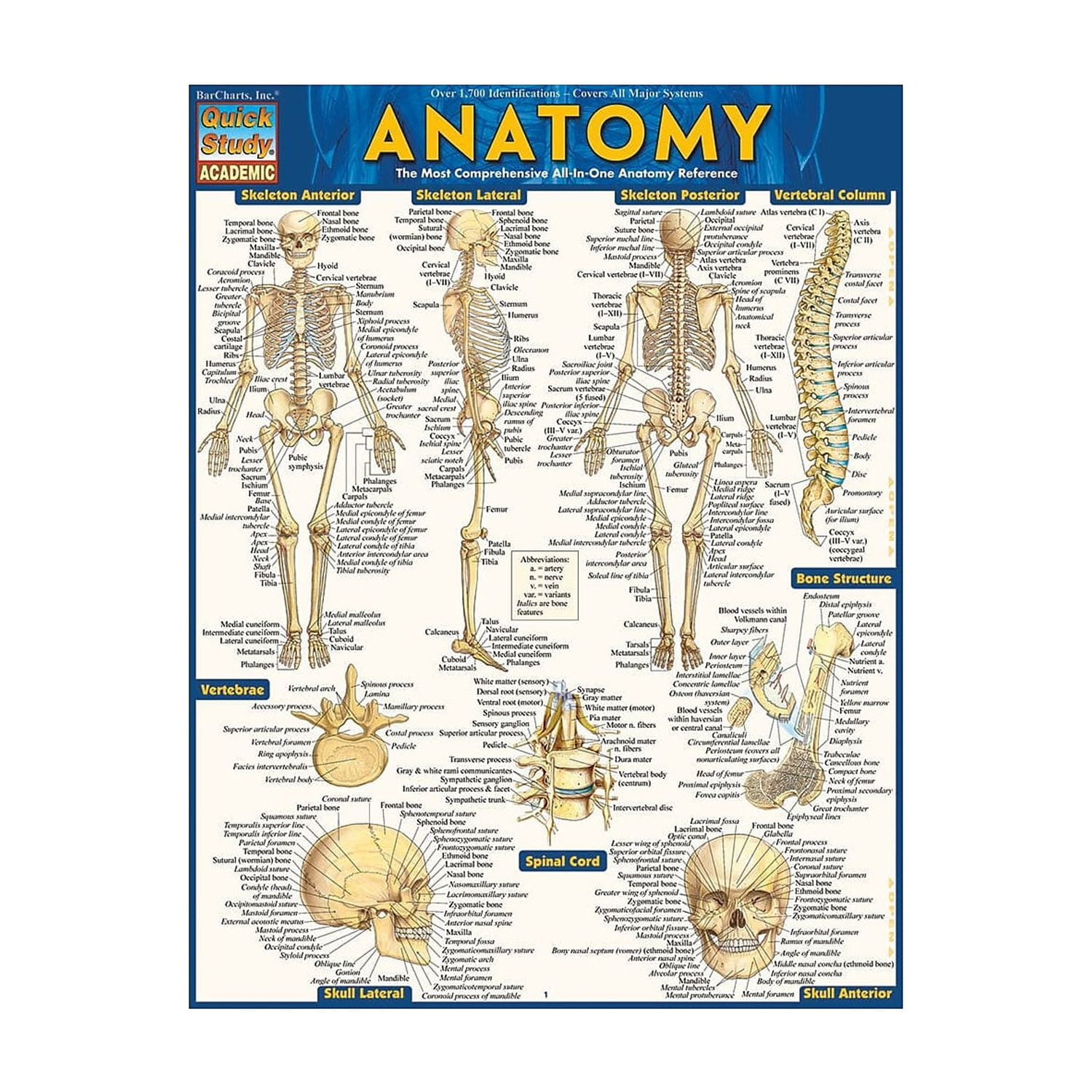 BarCharts Inc. QuickStudy Medical Terminology Reference Set (9781423230359)