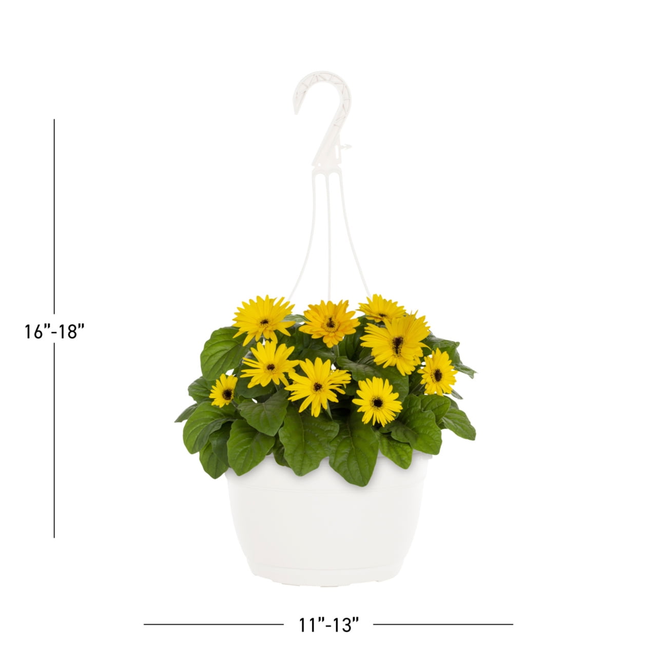 Expert Gardener 1.5gal Yellow Gerbera Daisy Live Annual Plant Hanging Basket Sun