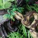 thumbnail image 5 of LUOEM Alta simulación Python modelo de juguete grande serpiente realista de Halloween Tricky Creepy Prank Scary Snake Toy, 5 of 5