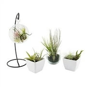 Air Plants Tillandsia Collection of 10 Easy Houseplants for Beginners Small to Medium 1.5-6+