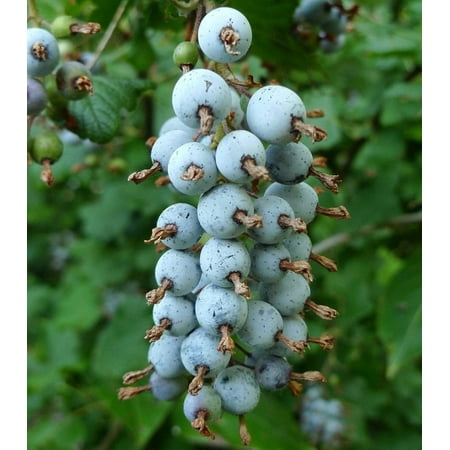- King Edward VII Blue Currant Bush - Blue Fruit - 2.5