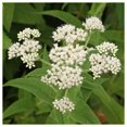 thumbnail image 3 of Everwilde Farms - 2000 Boneset Native Wildflower Seeds - Gold Vault Seed Packet, 3 of 5