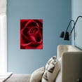 thumbnail image 2 of Closeup View of Red Rose, Botanical Unframed Photographic Print Wall Art by Clive Nichols Sold by Art.Com, 2 of 4