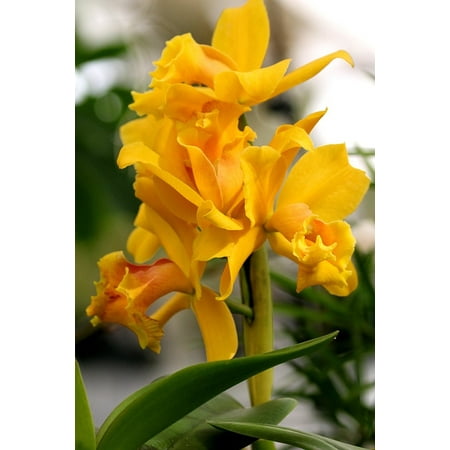 Orchid Yellow Plant Nature Flower Floral Botany-24 Inch By 36 Inch Laminated Poster With Bright Colors And Vivid Imagery-Fits Perfectly In Many Attractive Frames