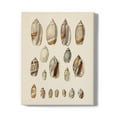 thumbnail image 1 of Cone Shell Display I Wrapped Canvas -Jennifer Goldberger Designs,, 1 of 3