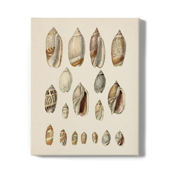 Cone Shell Display I Wrapped Canvas -Jennifer Goldberger Designs,