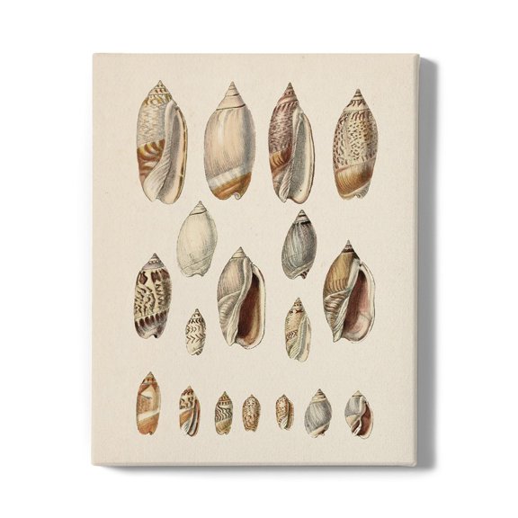 Cone Shell Display I Wrapped Canvas -Jennifer Goldberger Designs,