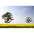 thumbnail image 1 of Posterazzi DPI1830855LARGE Trees in a Rapeseed Field Yorkshire England Poster Print by John Short, 34 x 22 - Large, 1 of 1