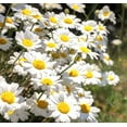 thumbnail image 3 of 500 Pyrethrum Seeds White yellow purple Perennial Tanacetum Chrysanthemum Painted Daisy Fresh Garden Seeds Heirloom, 3 of 9