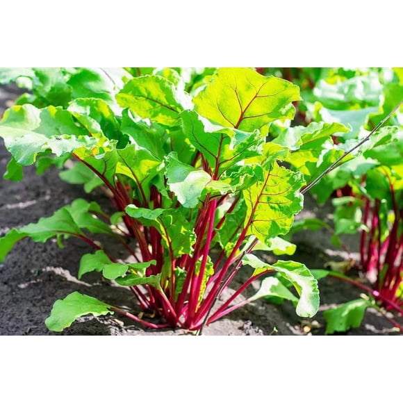 HIGHGW NO-GMO Greens Seeds for Planting 100 Seeds, Red Swiss Chard Seeds – Plant & Grow Swiss Chard Home Outdoor Garden Vegetable Gardening Heirloom Seeds