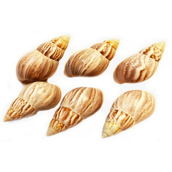 Set of 6 Natural Japanese (Fairyland) Land Snail Shells 2 1/2" - 3" Medium Hermit Crab Beach Crafts Hobby Coastal Cottage
