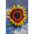 thumbnail image 2 of Talbot Frank, Christopher 23x32 White Modern Wood Framed Museum Art Print Titled - CA, Sunflower blowing in the wind at sunset, 2 of 4