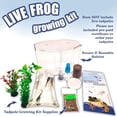 thumbnail image 4 of Kit de inicio Tadpole to Frog Nature Gift Store con 2 renacuajos, 4 of 9