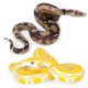 thumbnail image 3 of Tholdsy 2 piezas de juguetes de serpiente de simulación pitón dorado aterrador realista falso Reptiles de juguete regalo de Juguetes, 3 of 6