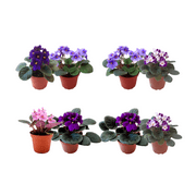 2PK of 4 Pot African Violets, Different Colors Are Guaranteed for Orders of up to 5 PKs (10 Pots), Live Houseplant, Live Indoor Plant, Home Decor, Office Decor, Plant Gift, Holiday Gift, Birthday