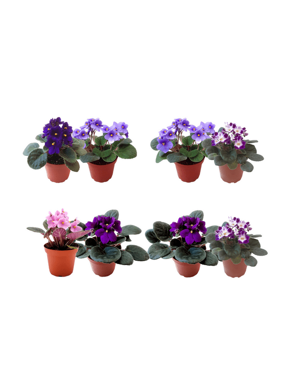2PK of 4 Pot African Violets, Different Colors Are Guaranteed for Orders of up to 5 PKs (10 Pots), Live Houseplant, Live Indoor Plant, Home Decor, Office Decor, Plant Gift, Holiday Gift, Birthday