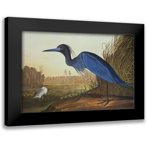 Audubon, John James 14x11 Black Modern Framed Museum Art Print Titled - Blue Crane Or Heron