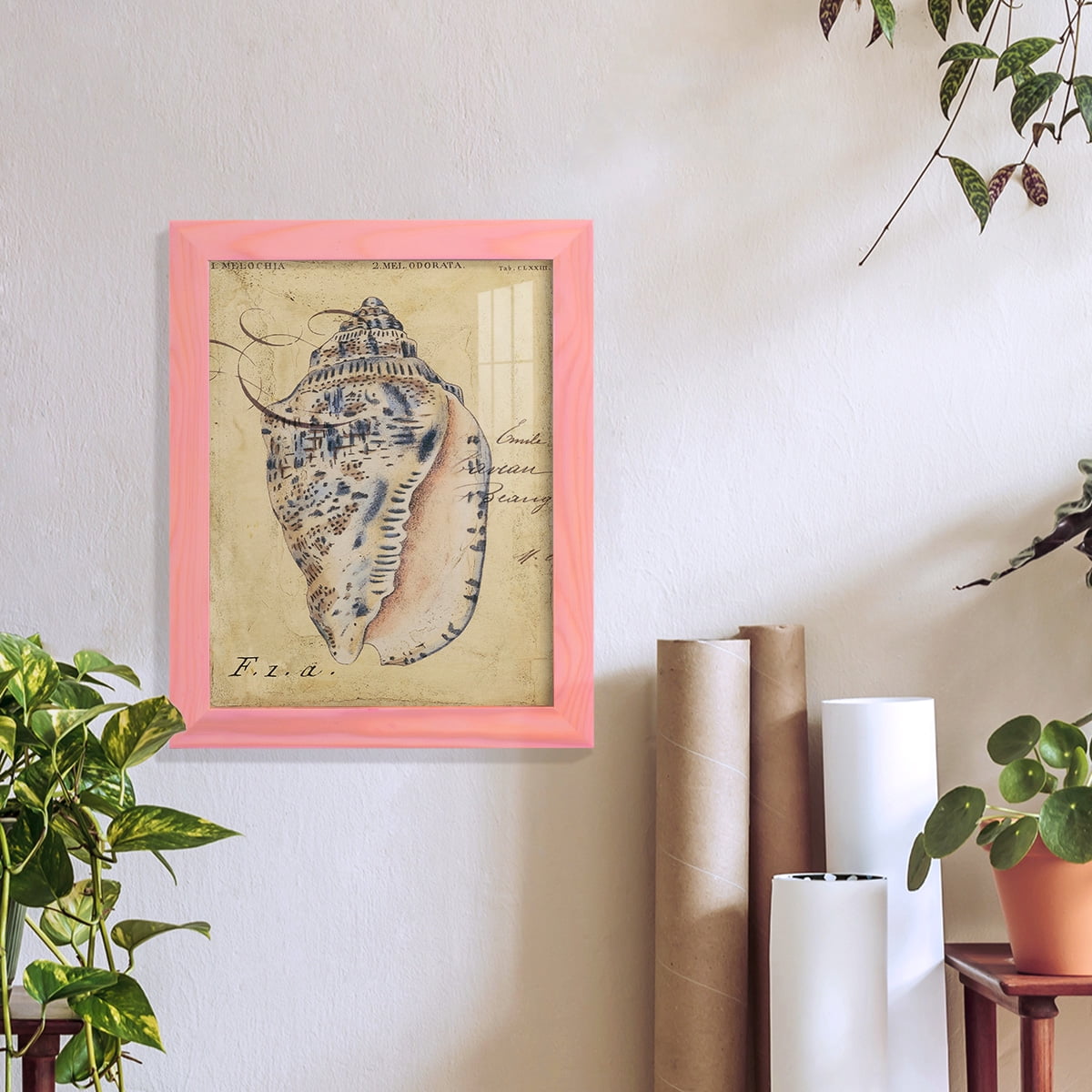 Seashell Ephemera I - Framed Print w/glass - Sunset Pink