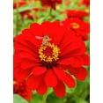 thumbnail image 3 of 1000+ Mixed Zinnia Seeds for Planting MVR1&nbsp;Outdoors, Non-GMO, Heirloom, Beautiful Zinnia Flower Seeds - Attract Bees, Butterflies, Hummingbirds, Pollinators, Easy to Plant and Maintain, 3 of 3