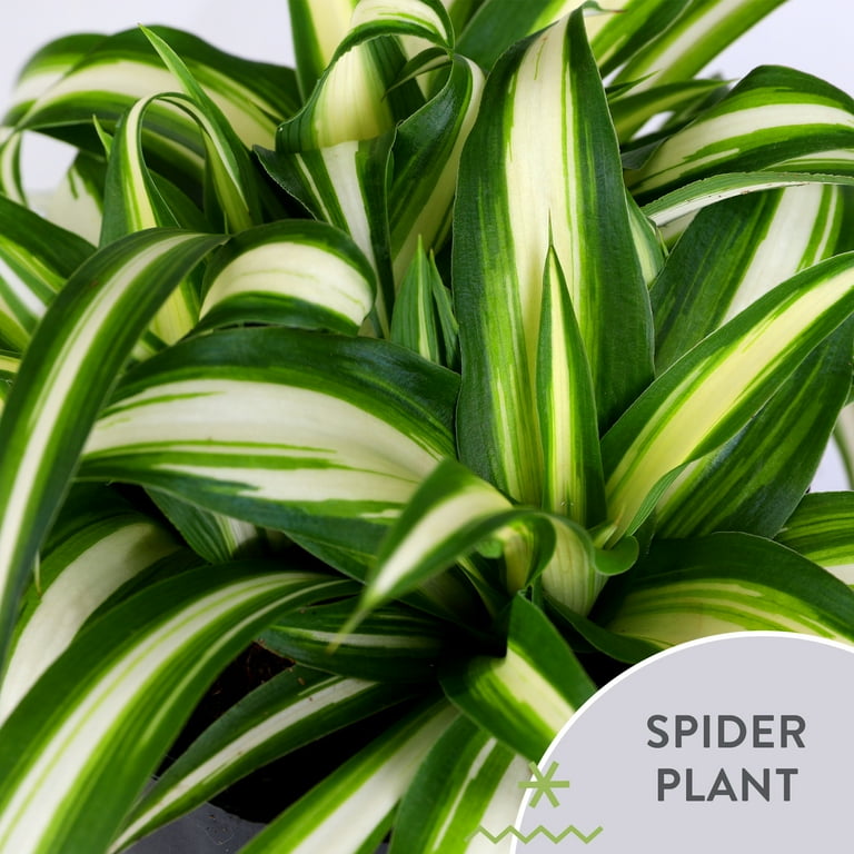 Wild Interiors 6" Variegated Live Spider Plant (Chlorophytum) in 5" White  Ceramic Pot with Red Joy & Ornament, House Plant - Walmart.com