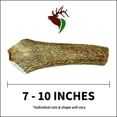 thumbnail image 3 of Elkhorn Premium Chews Large whole (7-10” long) elk antler chew for 35-65 lb dogs (1 pack) all-natural premium-grade antler bone, sourced in the USA, 3 of 6