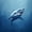 Deep Blue, variant on Manfei Cute Shark Twin Quilt Set, Ocean Oil Printing Twin Coverlet Set, Blue Scene, 2 Pieces, 1 Bedspread and 1 Pillowcase