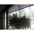 thumbnail image 3 of Hanging Basket with Sandstone Watering Rock, 3 of 6