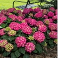 thumbnail image 3 of Endless Summer Summer Crush Reblooming Hydrangea Live Shrub in 1-Gallon Grower Pot, 3 of 8
