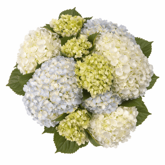 10 Stems of Assorted Color Hydrangeas- Beautiful Fresh Cut Flowers- Express Delivery