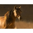 thumbnail image 2 of Linden, Sally 18x15 White Modern Wood Framed Museum Art Print Titled - Golden Light, 2 of 4