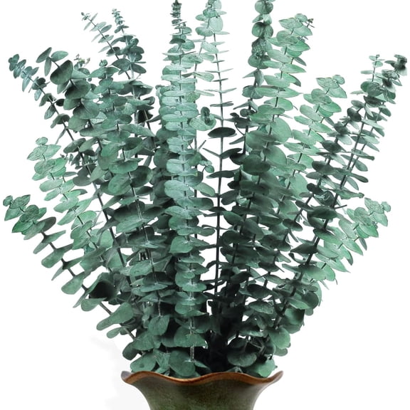 17" Eucalyptus for Shower,12 Pcs Dried Preserved Eucalyptus Branches,100% Natural Fresh Eucalyptus Plant for Shower, Real Eucalyptus Bunch for Aromatherapy, Flower Vase Arrangements, Wedding Home