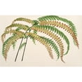 thumbnail image 3 of Charles Antoine Lemaire 18x13 Black Modern Framed Museum Art Print Titled - Adiantum Henderson (1854-1896), 3 of 5