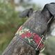 thumbnail image 2 of Collar de perro Martingale para galgos Saluki Whippet y otras razas con cuello similar de 2 pulgadas de ancho (L 14 pulgadas a 18 pulgadas), 2 of 5