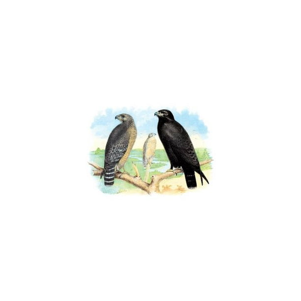 Download "Red Shouldered Hawk Or Buzzard, American Rough-Legged ...