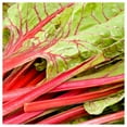 thumbnail image 3 of Everwilde Farms 1 oz Rhubarb Red Swiss Chard Plant Seeds, Open Pollinated Heirloom, 3 of 3