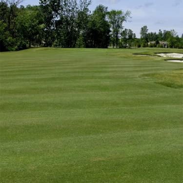 Outsidepride 5 lb. Crystal Bluelinks Creeping Bent Grass Putting & Golf Green Seed