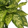 thumbnail image 2 of Vickerman 11" Artificial Green Polyester Dieffenbachia Bush, Set of 3, 2 of 5