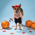 thumbnail image 2 of Vibrant Life Halloween Butcher Costume for Dogs, Multicolor, L, 2 of 6